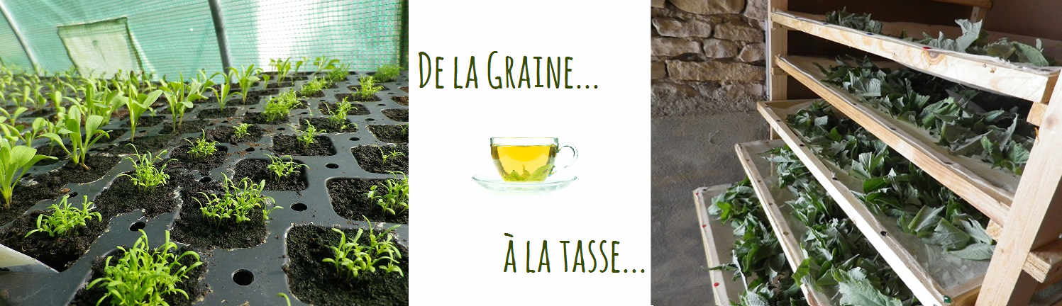 De la graine à la tasse